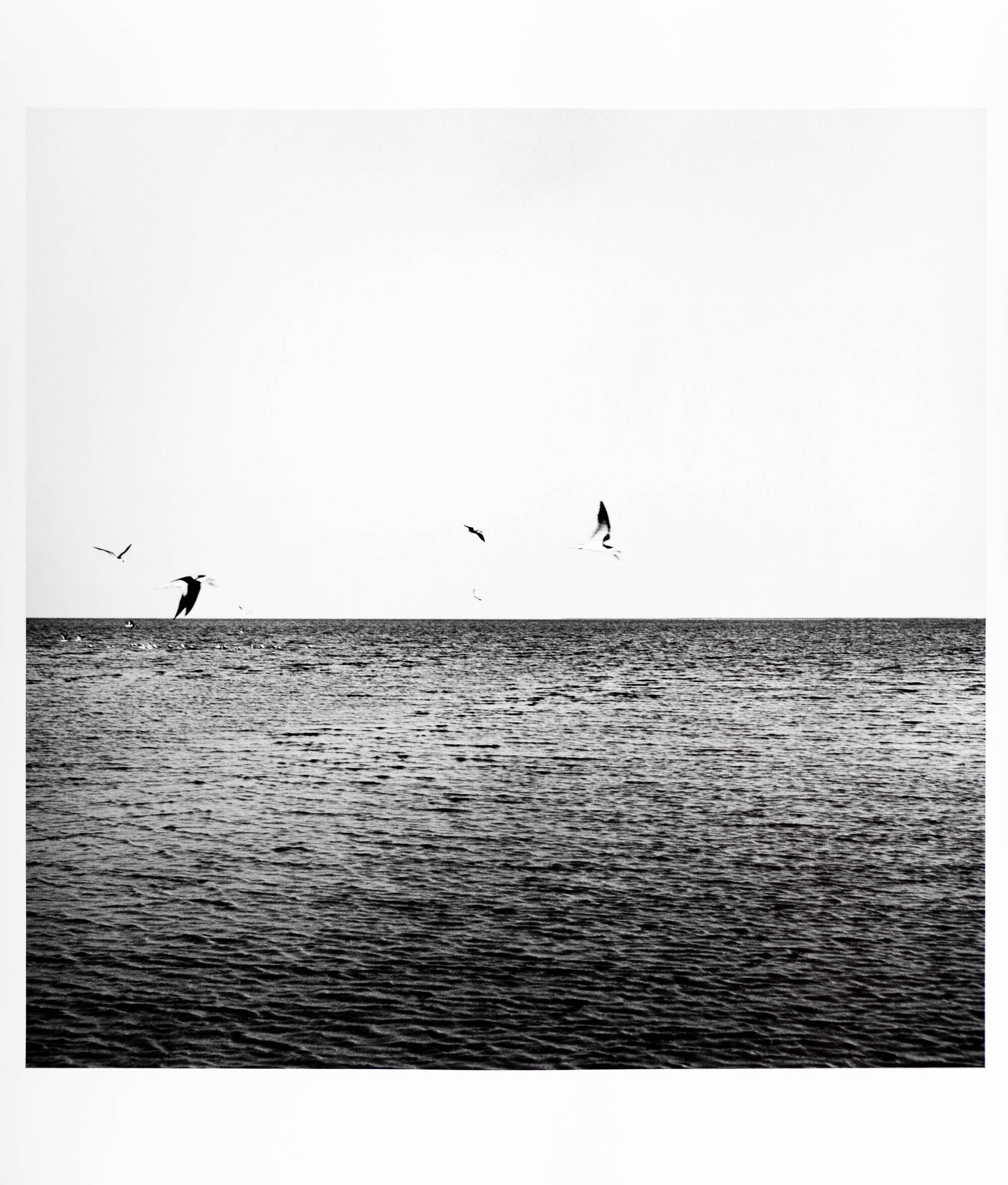 Black and white photograph, top half is white sky with birds, bottom half is dark water with small waves.